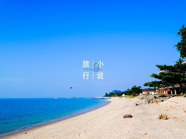 可爱小猫向上跳